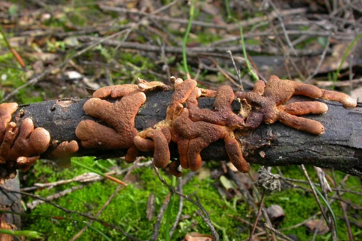 Jamur langka dari Pulau Prancis di Australia ini terancam punah. Spesies jamur jari pohon teh ini memiliki penampilan yang unik.