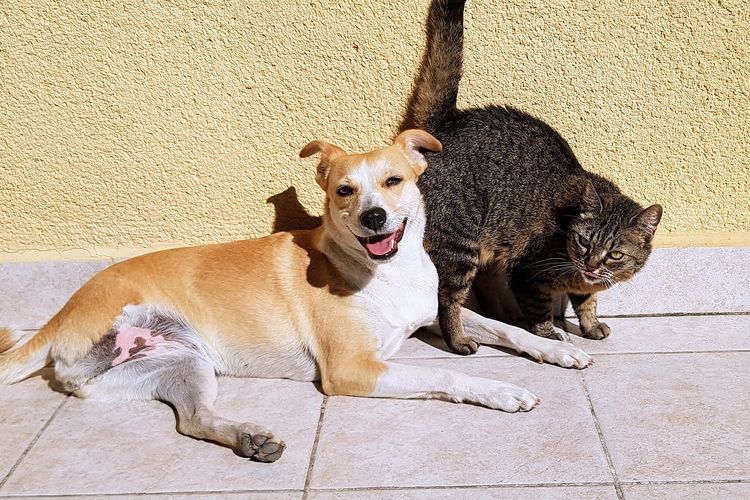 Ilustrasi anjing dan kucing. 