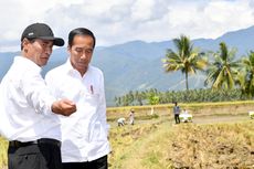 Tinjau Panen Padi di Sigi Sulteng, Jokowi: Hasilnya Bagus, Bisa 6,2 Ton per Hektare
