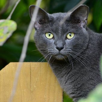 tanda-tanda kucing mengalami masalah mental