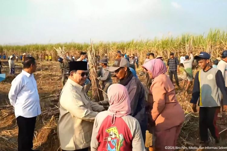 Panen Raya Bersama TNI, Prabowo Sapa-Salam Petani Tebu di Malang