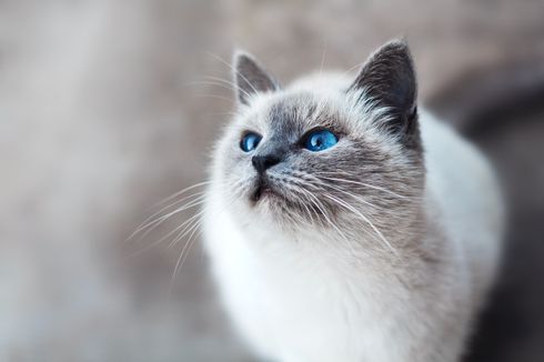 10 Fakta Menarik soal Kucing yang Wajib Diketahui Cat Lovers