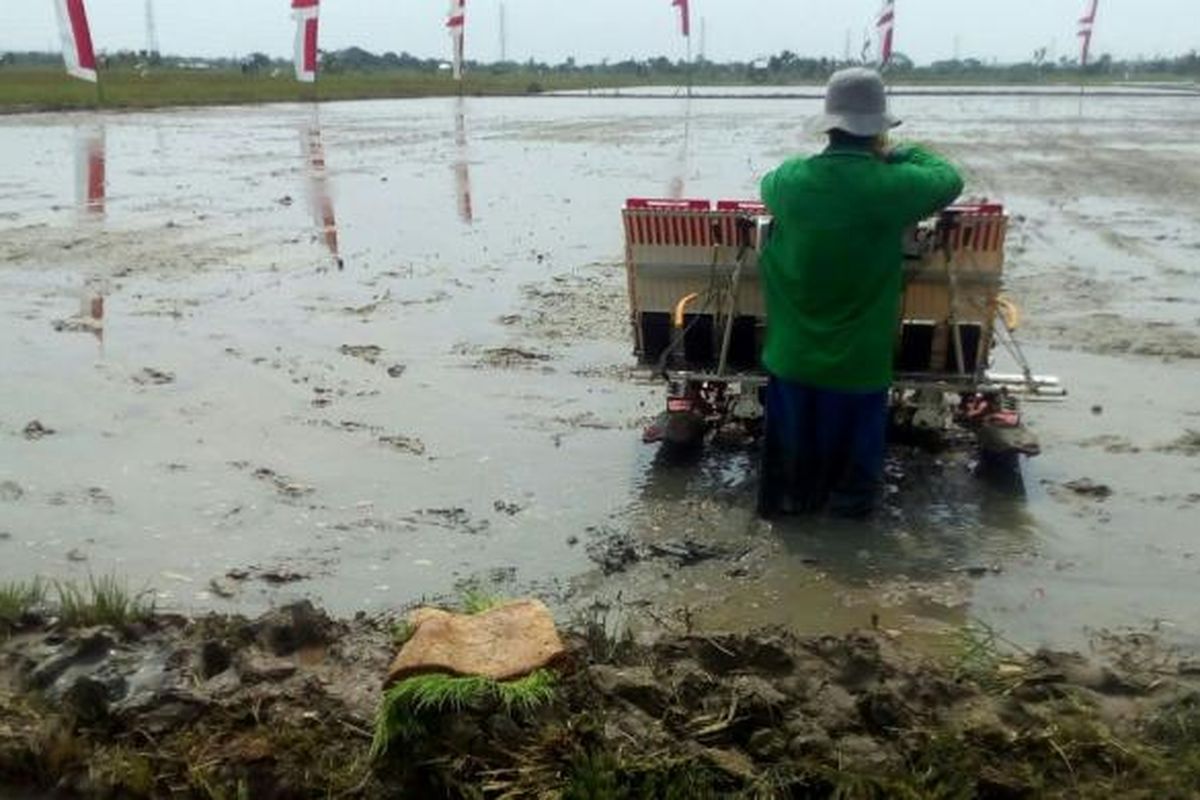 Petani di Kabupaten Tuban menanam padi menggunakan mesin tanam. Pemerintah mencanangkan Percepatan Serap Gabah Petani untuk 2017 sejak Maret hingga Agustus. Targetnya adalah 4 juta ton setara beras. 