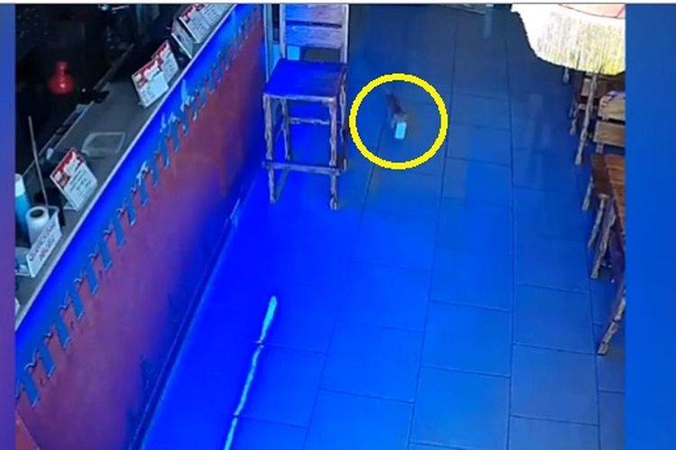 Seekor anak kucing (yang dilingkari warna kuning) tampak mencuri segepok uang kertas di sebuah bar minuman keras di Rusia.