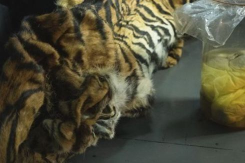 2 Induk Harimau Sumatera Dibunuh, 4 Janinnya Disimpan dalam Toples