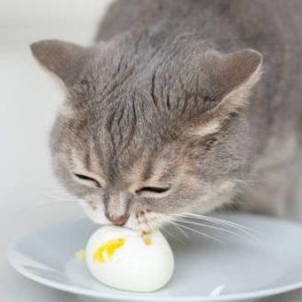 ilustrasi kucing makan telur rebus.