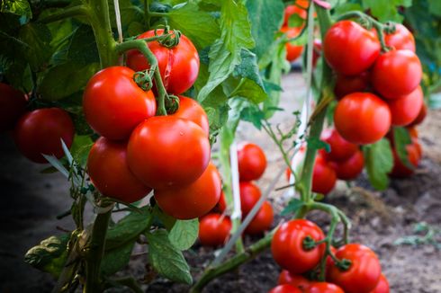3 Cara Rawat Tanaman Tomat, Rutin Pangkas Tangkai