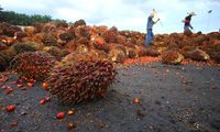 PISAgro Tambah 300.000 Petani Mitra, Total Jangkauan 2,8 Juta Orang