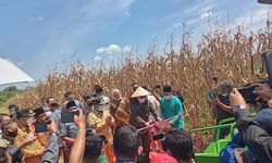 Kunjungi Desa Agrowisata di Pekanbaru, Wamentan Ikut Panen Jagung