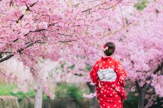 6 Fakta Unik Bunga Sakura yang Tidak Dapat Mekar Lama