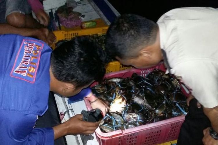   Polisi Air Nunukan melepaskan ratusan kepiting bertelur di perairan perbatasan Sebatik. Ratusan kepiting bertelur tersebut rencananya kan dijual pedagang ke Tawau Malaysia.