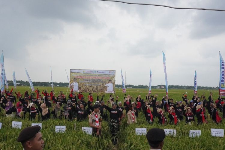 Kabupaten Grobogan, Jawa Tengah sukses mencatatkan rekor Museum Rekor Indonesia (Muri) menyoal panen padi menggunakan Ani-Ani oleh sebanyak 762 pemetik, Kamis (4/7/2024).