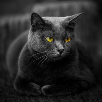 Ilustrasi kucing hitam