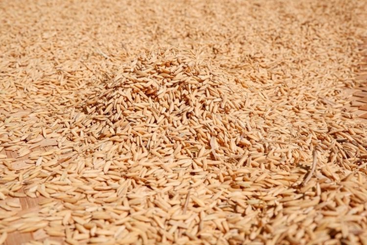 Ilustrasi gabah padi yang telah dipanen