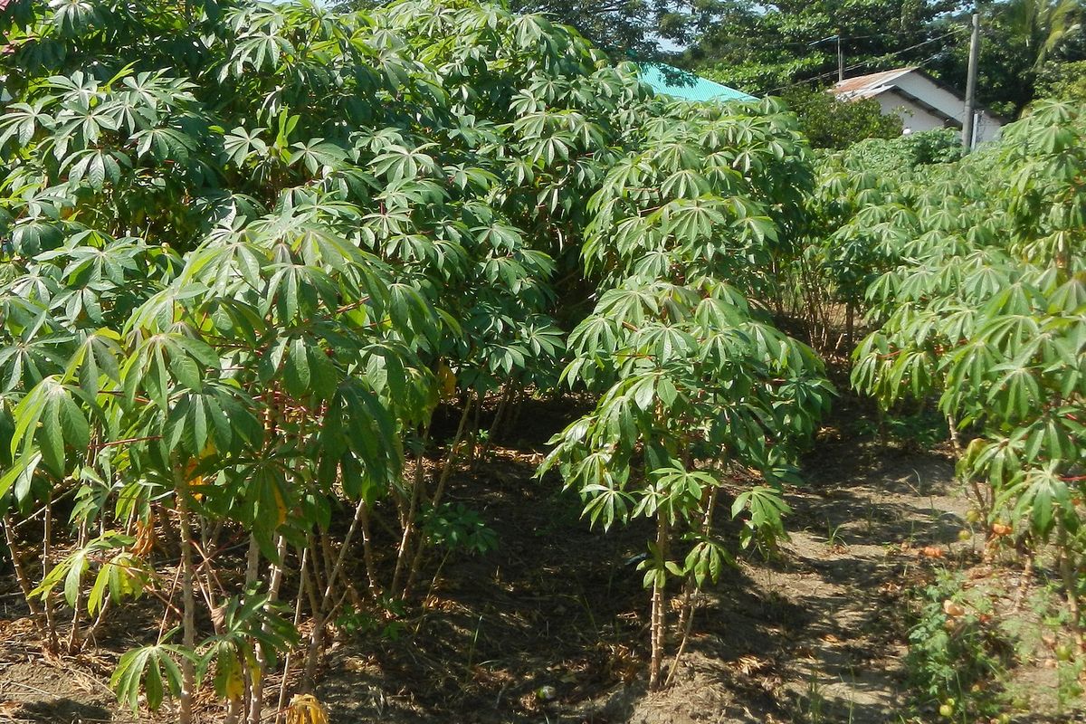 Ilustrasi tanaman singkong, menanam singkong. 