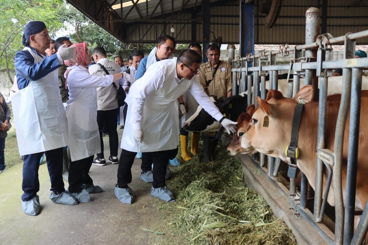 Wakil Bupati Malang, Didik Gatot Subroto saat mendampingi PJ Gubernur Jatim, Adhy Karyono meninjau vaksinasi di kandang komunal Koperasi Peternakan & Pemerahan Air Susu Sapi Rakyat SAE Pujon, Sabtu (11/1/2024).