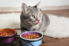 Solusi untuk Mengatasi Kucing Tidak Nafsu Makan