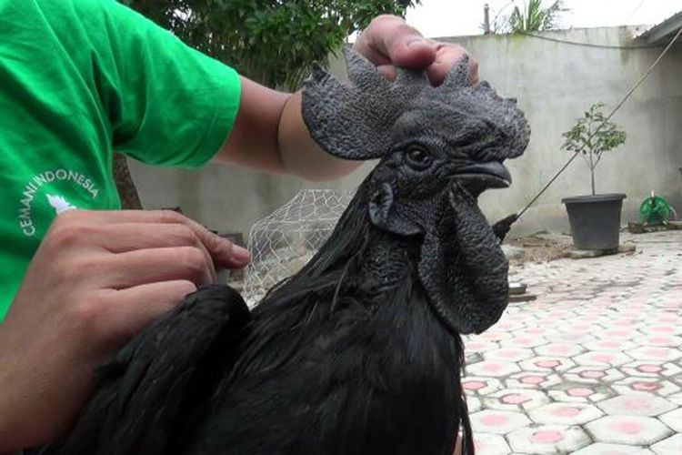 Ayam cemani jantan di Pangkal Pinang, Kepulauan Bangka Belitung. 