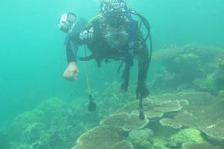 Keindahan Laut Mengagumi Keindahan  Bawah Laut  Karimata