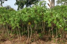 Biomassa Batang Singkong dan Karet Dikembangkan di Lampung