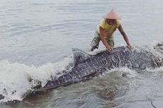 Gunakan Speedboat, Warga Selamatkan Hiu Paus yang Terdampar di Pulau Buru