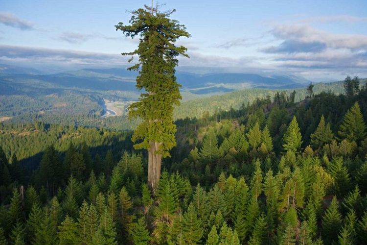 pohon tertinggi di dunia