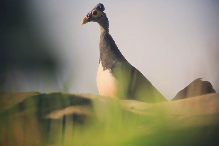 Seekor burung maleo (Macrocephalon maleo) di Tanjung Binerean.