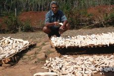 Tiwul, Ketahanan Pangan Warga Dusun Kalisonggo