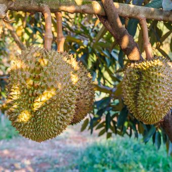 Ilustrasi tanaman durian, pohon durian. 