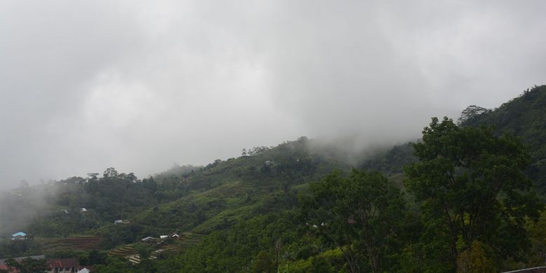 Kawasan lereng bukit Wajur yang penuh dengan kabut tebal. Di lereng bukit Wajur, Desa Wajur, Kecamatan Kuwus Barat, Manggarai Barat, Flores Barat, NTT tumbuh liar Edelweis, Rabu (2/1/2019). 