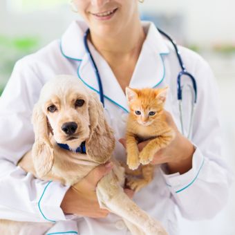 Ilustrasi memeriksakan hewan peliharaan ke dokter hewan.
