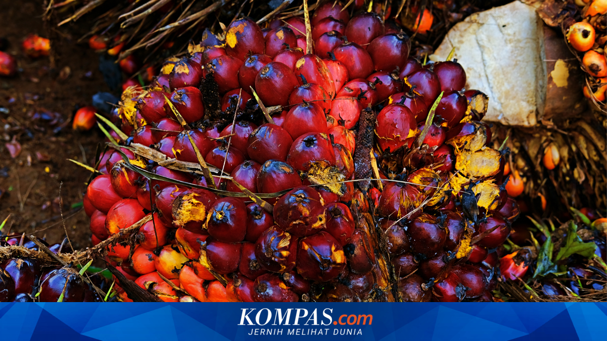 Pria 19 Tahun Diduga Gelapkan 7,15 Ton Kernel Sawit, Terungkap setelah Muatan Tak Sampai Tujuan