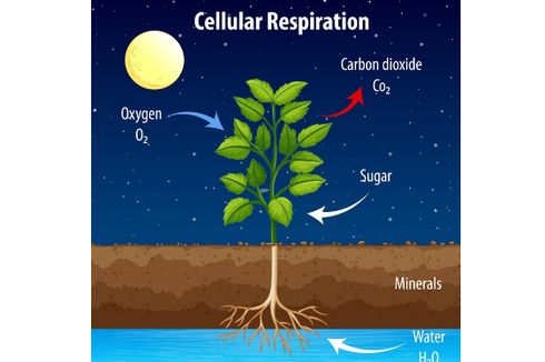 Apakah Tumbuhan Bernapas?
