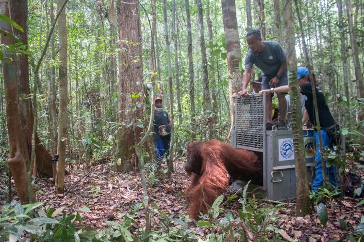 Orangutan bernama Junai saat dilepasliarkan di Hutan Tarak, Kabupaten Ketapang, Kalimantan Barat, Senin (11/11/2019).