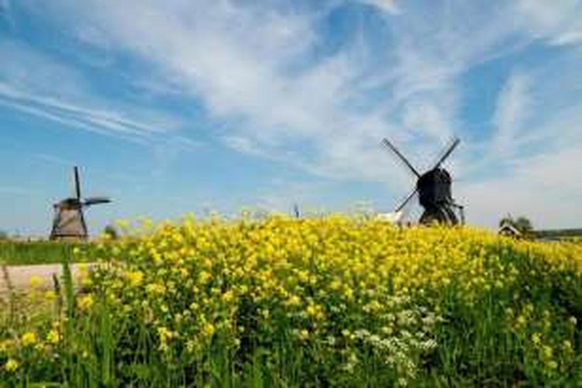 Pemandangan kincir angin di desa Kinderdijk, Belanda, Senin (9/5/2016). Kinderdijk merupakan desa wisata yang memiliki belasan kincir angin yang saat ini digunakan sebagai pompa air. Kinderdijk masuk ke dalam daftar UNESCO World Heritage pada 1997.