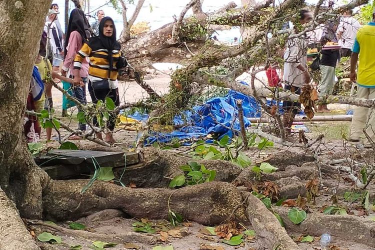 Sebuah pohon di pantai wilsata desa Liang, Kecamatan Salahutu, Kabupaten Maluku Tengah tumbang, Sabtu (7/5/2022). Insiden itu menyebabkan dua orang terluka