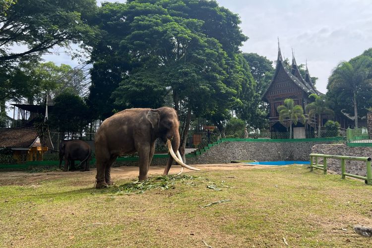 Rantai Gajah Zidan Kini Diperpanjang 15 Meter, Mahout: Tak Boleh Diikat Pendek Terus