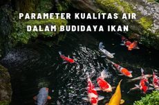Mengenal Kualitas Air dalam Budidaya Ikan 