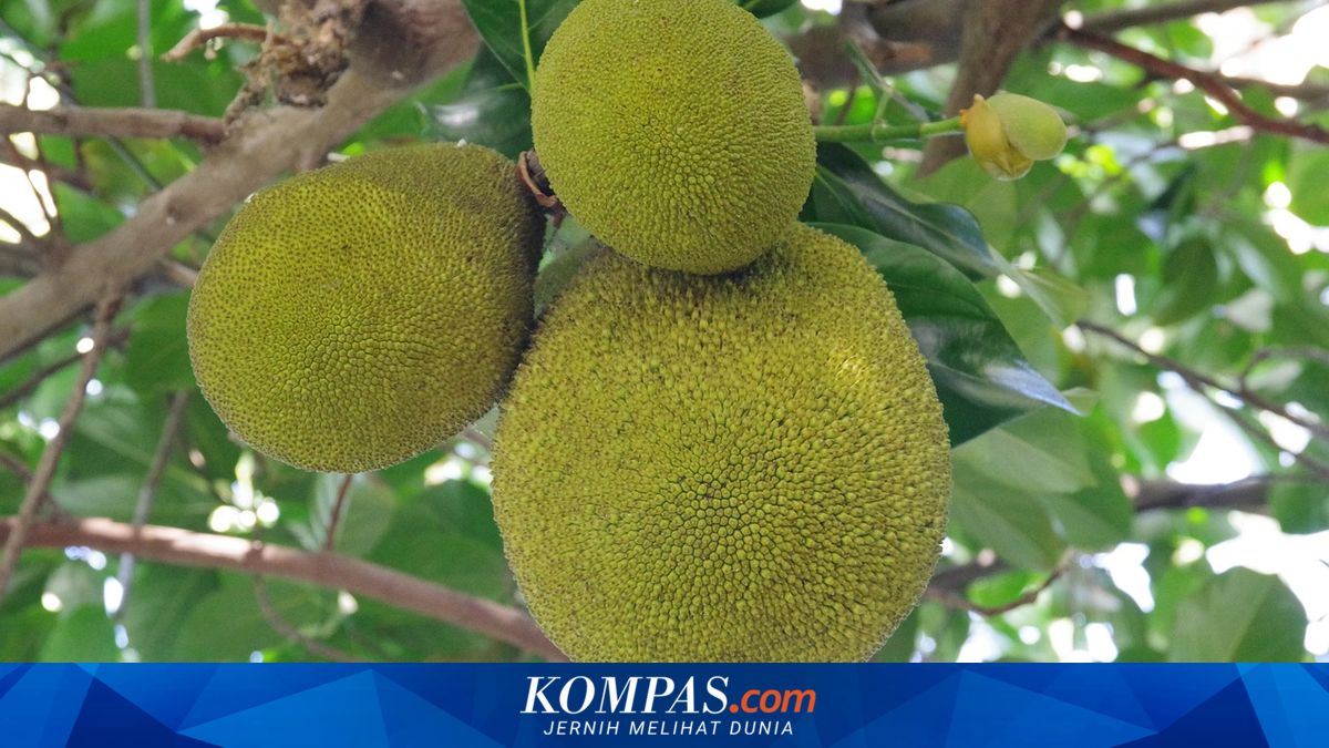 Ahli IPB: Sukun Layak Jadi Superfood Lokal Andalan Masa Depan