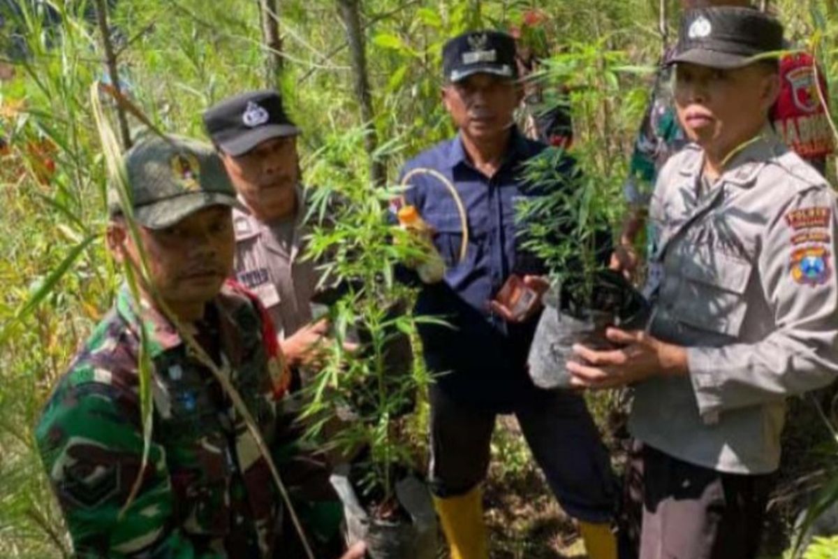 Polisi temukan 3 polybag berisi tanaman diduga ganja di lokasi longsor Pronojiwo, Kamis (13/6/2024).