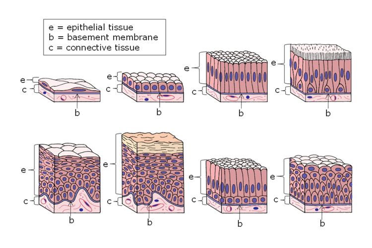 Ilustrasi jaringan epitel