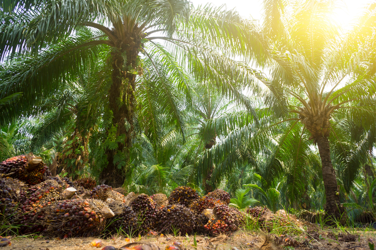 Ekspansi perkebunan sawit perlu ditekan dengan penerapan kebijakan penghentian total tanpa batas waktu untuk pengeluaran izin baru pembukaan lahan.