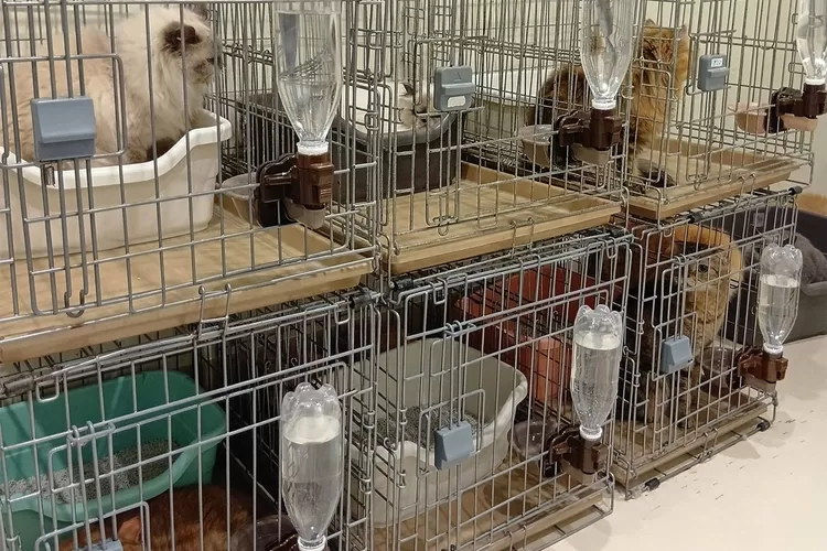 Sempat Tertahan Reruntuhan Gempa Jepang, 25 Kucing Dievakuasi dari Mall yang Ambruk