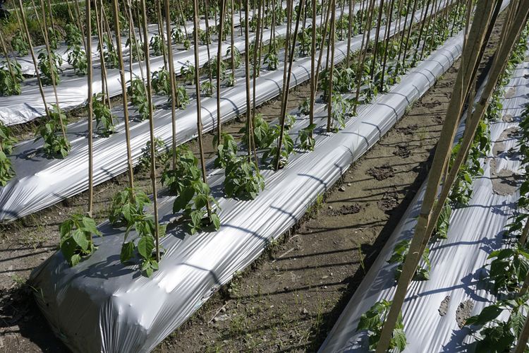 Ilustrasi bedengan tanaman cabai. 