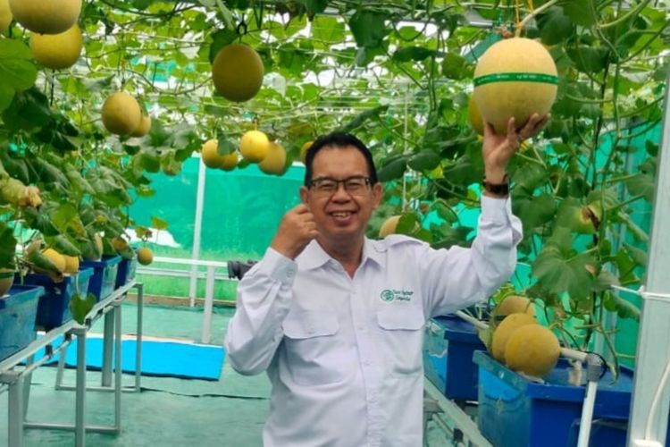 Dari Bankir ke Petani Hidroponik, Pensiunan di Serang Raup Omzet Rp 30 Juta per Bulan