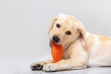 Mainan Kunyah Membantu Anjing Menyikat Giginya Sendiri