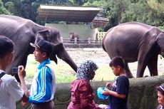 Gubernur Bengkulu Kecewa Dua Gajahnya Dipindah ke Gembira Loka