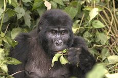Makanan Apa Saja yang Dimakan Gorila?