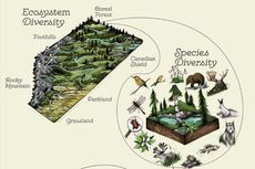 Contoh Keanekaragaman Jenis di Ekosistem