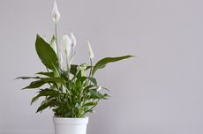 Mengapa Air Ledeng Tak Baik untuk Tanaman Bunga Peace Lily? 